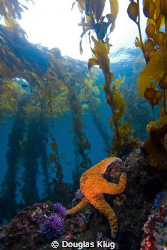 Sea Scape. This view of the reef at Anacapa Island includ... by Douglas Klug 